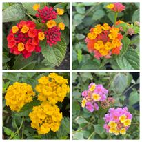 Lantana is an easy, low maintenance perennial that flowers all summer.