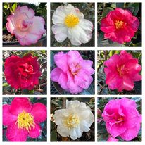 Sasanqua camellias tolerate sun and bloom in the winter months!  Japonica camellias like more shade and bloom in early spring.