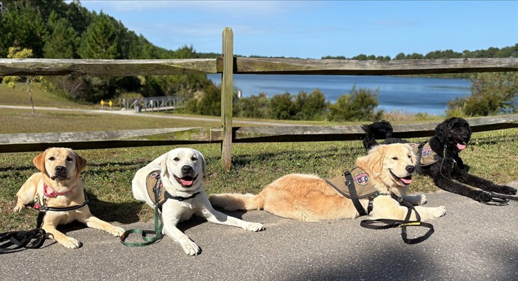 Gallery Image Susie_George_Bolt_Hobbes_-_Copy.jpg