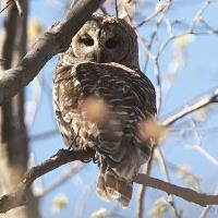 MN Campus Owl Prowl