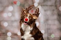 Holiday Mini Photo Sessions for Holiday Rescue