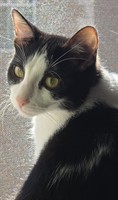 North Texas Gives to Animals - Matching Donations Campaign!