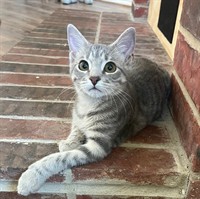 Humane Society of Coppell, Inc