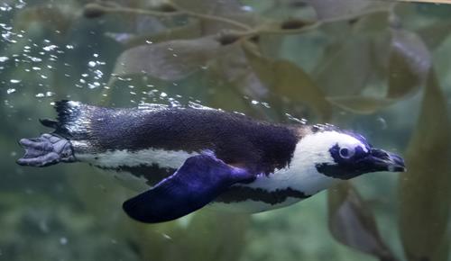 African Penguin