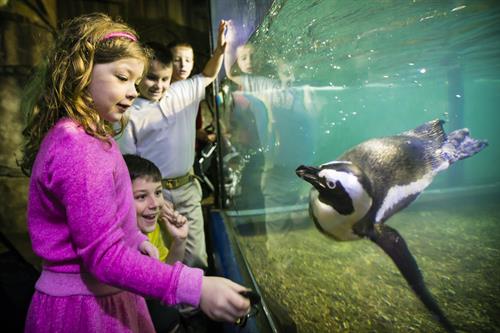 Penguin Exhibit