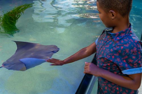 Shark Discovery