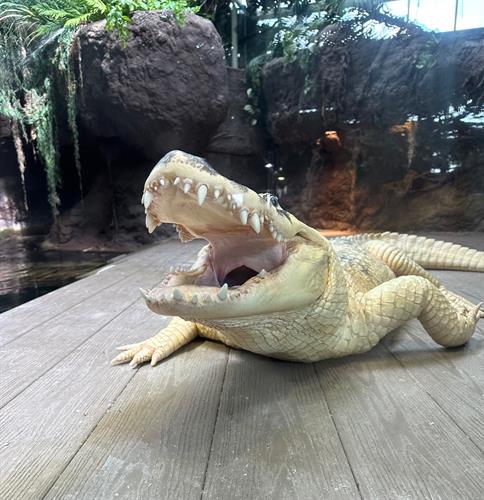 White Alligator