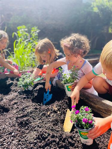 Kindergarten students planting in our garden.