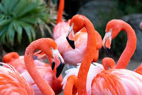 Flamingo