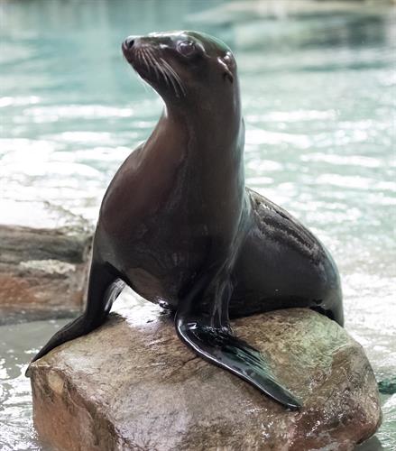 Sea Lion