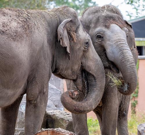 Elephant
