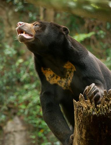 Sun Bear