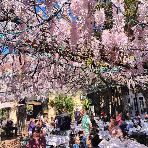 Wisteria in bloom at the Court of Two Sisters