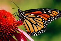 City of Fort Atkinson has signed National Wildlife Federation’s “Mayors’ Monarch Pledge” to help save the Monarch Butterfly