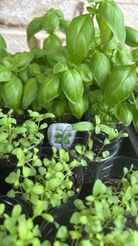 Herbs and MicroGreens