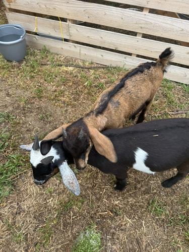 mini nubian goats