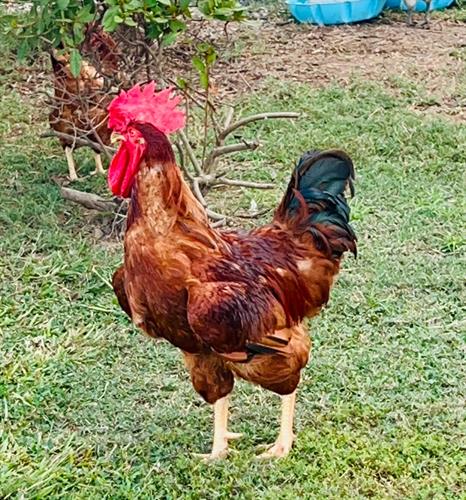 Chickens