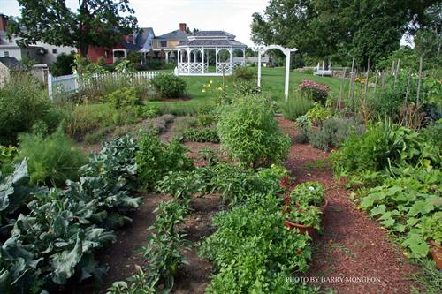 Kitchen garden in the back yard where our chef will pick fresh herbs and vegetables to be used for cooking while in season!