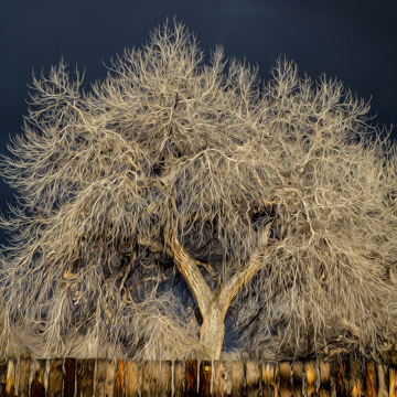 Cottonwood Fence Squared Softly (Abiquiu, New Mexico)