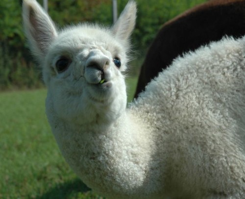 Cria at Gray Craig Farm