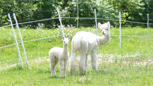 Rosa and Newborn - Gray Craig Farm