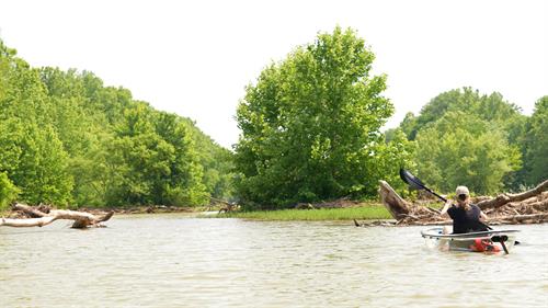 Kayaking past beaver dams