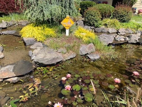 Our lively pond in our secure courtyard in our Independent Living Community