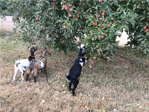 Gallery Image Goat_picking_apples.jpg