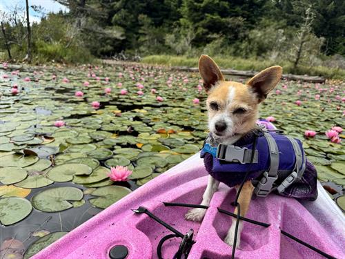 Meet Barbie the Kayak Dog for Oregon Kayak Tours LLC