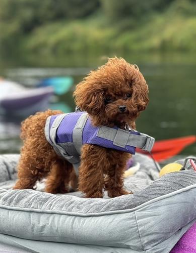 Meet Cloey Oregon Kayak Tours LLC's kayak dog