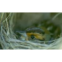 Celebrating Vermont Filmakers at Billings Farm