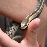 Snake Discovery @ River Heights Elementary