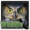Wildlife Rehabilitation & Release, Inc.