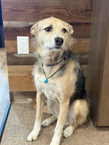 Telly the Wonder Dog