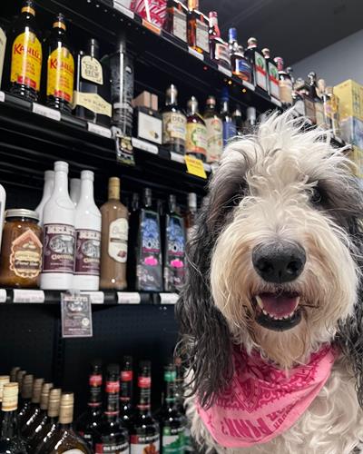 Meet Taylor our beloved #ShopDog