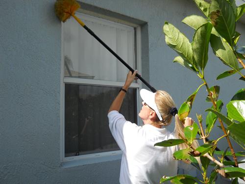 ASAP Pest Solutions sweeping down spiderwebs and wasp nests