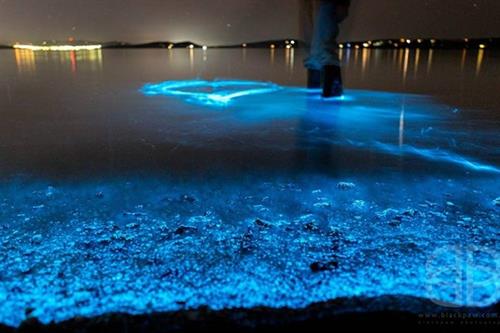  Florida Bioluminescence Kayaking