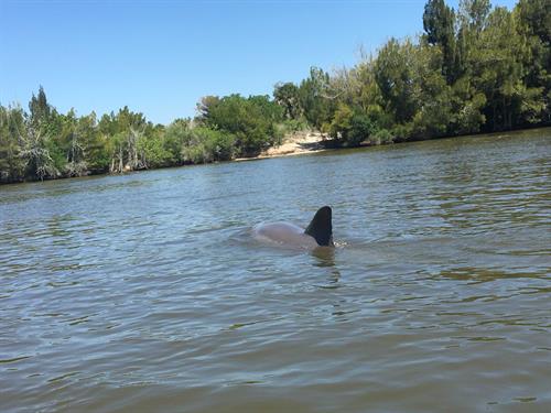 Dolphin & Manatee Kayaking Tour