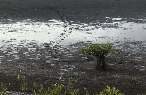 Turtle tracks in saltwater marsh