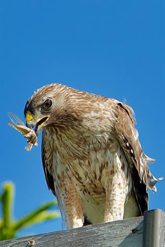Red-Shouldered Hawk: see more at https://www.vikingecotours.com/