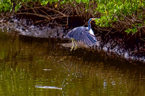 Tricolored Heron: see more at https://www.vikingecotours.com/