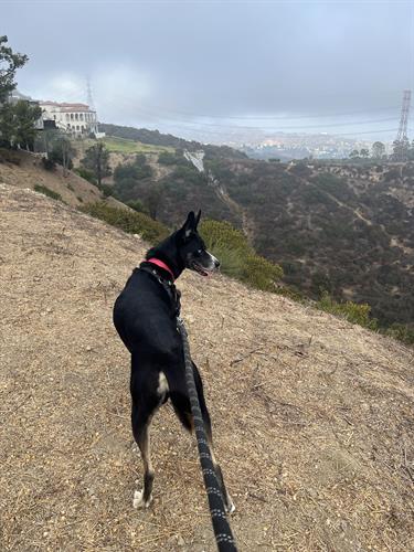 Traveling Pet Care - taking care of your pets while you visit LA