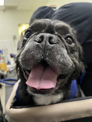 Pet Taxi Services - to/from the vet and other appointments or travel