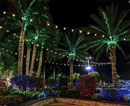 Nothing captures Westside coastal living like expertly wrapped palm trees glowing against the ocean breeze.
