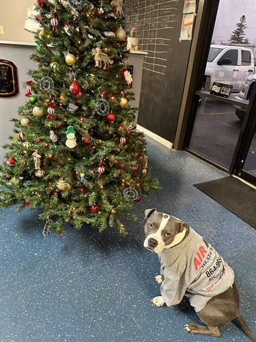 Gallery Image Ollie_Christmas_pic_22.jpg