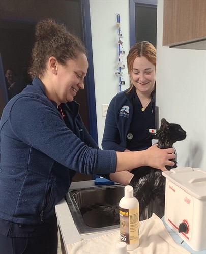 Dr Beth bathing our clinic cat, Molly!