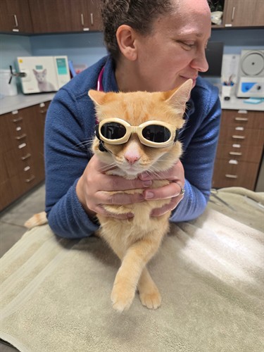 Laser therapy for Sunny