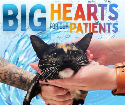 Gallery Image Colorful_Rainbow_Polka_Dot_Be_Kind_Poster_(Facebook_Post)_(2).png