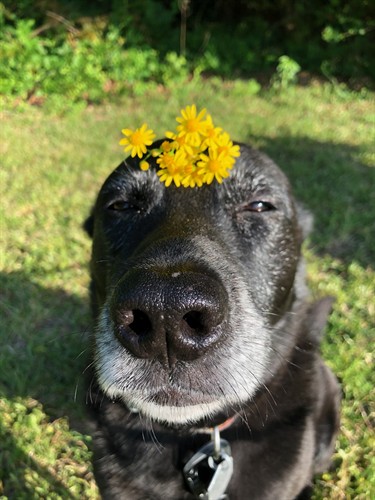 Jax picking daisies!