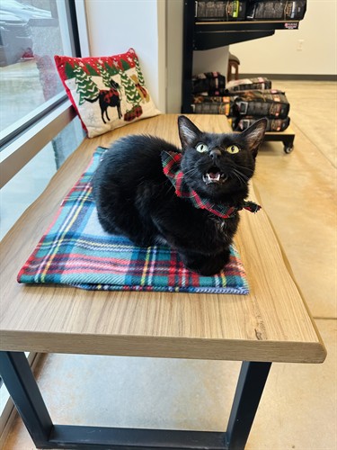 Our clinic cat, Molly